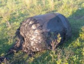 Encontraron en un campo una chatarra espacial que cayó del cielo e investigan su origen