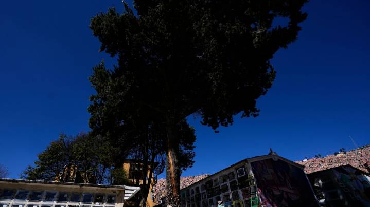 Devotees say Bolivia's lightning-struck 'miracle tree' conjures luck