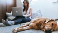 Los mejores programas gratuitos para trabajar desde casa con eficiencia