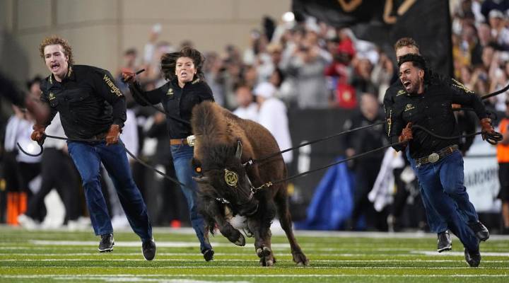 From Ralphie to Uga: How live animal mascots inspire college fans and create deep connections with their teams