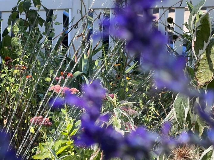 A look at the best times of day for watering, planting, pruning and other garden tasks