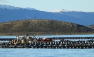 Estudiarán el hábitat natural de los mejillones en Tierra del Fuego para impulsar la acuicultura