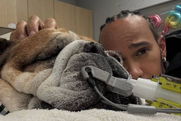 Preocupación por la salud de Roscoe, el perro de Hamilton: “No sabemos si va a despertar”