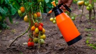 Un espray del CSIC ayuda a los tomates a resistir la sequía