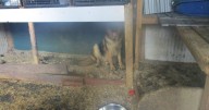 Inside £105k puppy farm hidden in Midlands where dogs live in squalor