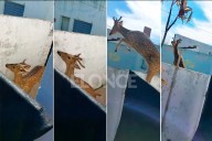 Testimonios sobre la presencia de un ciervo suelto en Paraná: “Pasó rápido, como asustado”