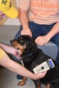 Lost Pets Nonprofit Offers Free Tips, Services