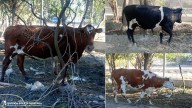 La Policía secuestró seis vacunos sueltos en el sur de la Capital