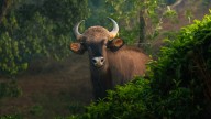 Animals on ice: how conservationists use freezers to ‘biobank’ wildlife