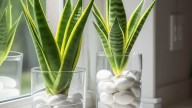 El truco casero con sal para alejar las malas energías de tu hogar