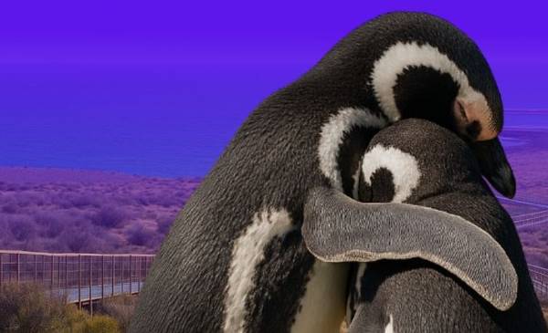 Camarones inaugura la Temporada del Pingüino de Magallanes en Cabo Dos Bahías