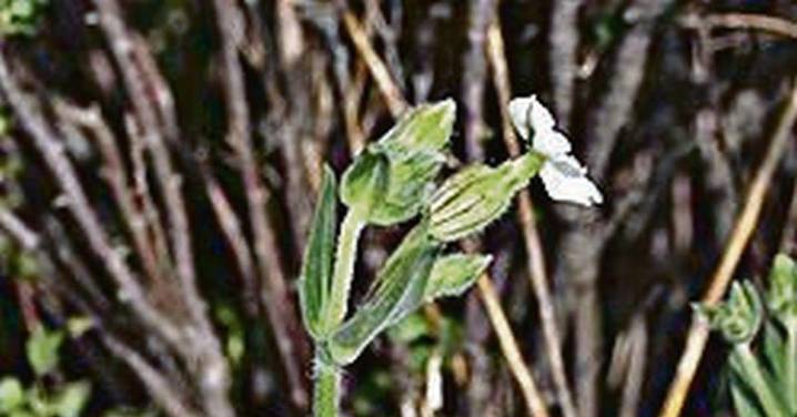 La Jabonera blanca, adubiote das silveiras