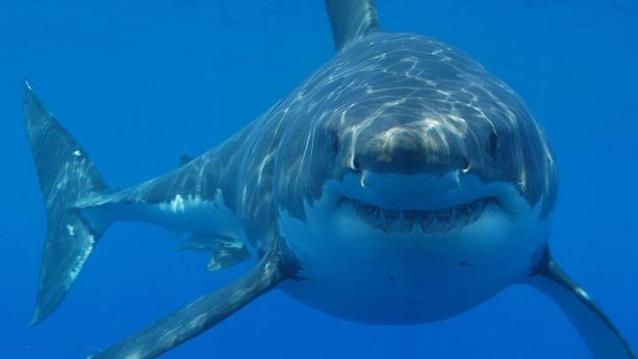 Record-Breaking Great White Shark Spent the Summer Near Popular Beaches
