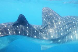 Scientists document first whale shark with scoliosis