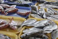 NYC Seabass & Salmonella-Listeria Recall: What You Need to Know