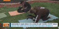 Enjoy a little puppy yoga with Juice Box Yoga, and maybe go home with a new best friend