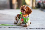 ‘MANCHAS’, EL PRIMER PERRO BUSCAFUGAS DE AGUA EN MÉXICO