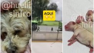 Video captó momento en que perrita Cereza corrió por su vida en explosión de pipa