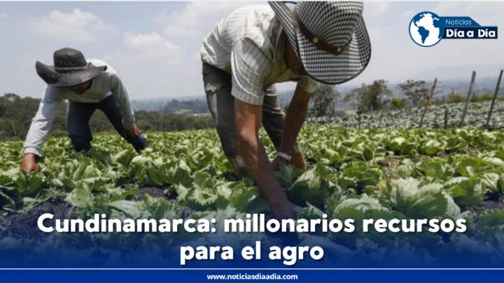 Otro paquete de ayudas económicas para sector agropecuario en Cundinamarca