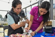 Arranca semana gratuita de vacunación antirrábica en Benito Juárez