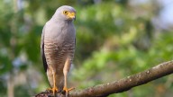 Estupor entre los ornitólogos al observar este fenómeno por primera vez en 40 años: el ave estaba casi extinta
