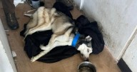 Cargos contra mujer que dejó morir de hambre a su perro
