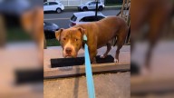 New Jersey Shelter Dog Breaks Hearts As He Was Too Scared To Even Step Into His New Home