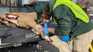 Chronic wasting disease testing expands in Illinois