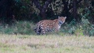 La ‘reserva del jaguar’ de coloridos amaneceres y pastizales dorados; se encuentra a menos de 5 horas de Yopal