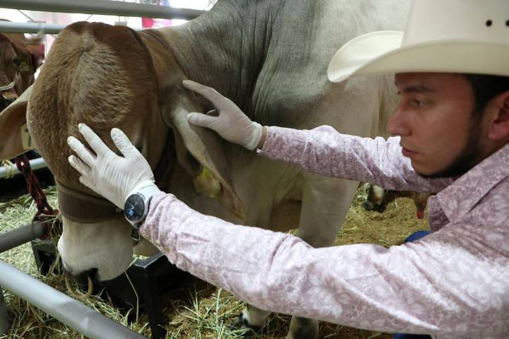 Pide PRI comparecencia de titular de la Sader por gusano barrenador; pérdidas de 400 mdd para sector ganadero