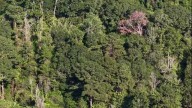 New drone footage shows Tangipahoa river one month after the explosion in Roseland