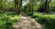 Police launch hunt for man who exposed himself in East London woods