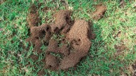 Your Fertilizer May Be Attracting Ants To Your Yard