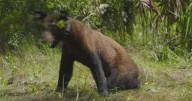Conservationists get creative to stop Florida black bear hunt