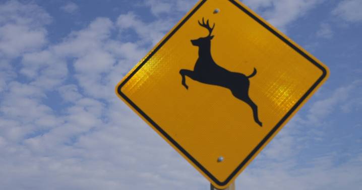 Taking care of Montana's roadkill