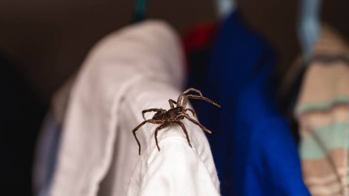 5 spider-repelling hacks that actually work — and you probably have everything you need at home