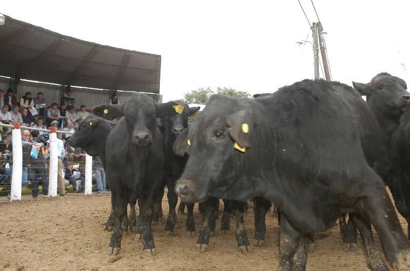 Se iniciará hoy la Expo Quimilí 2025 con dos jornadas a puro campo