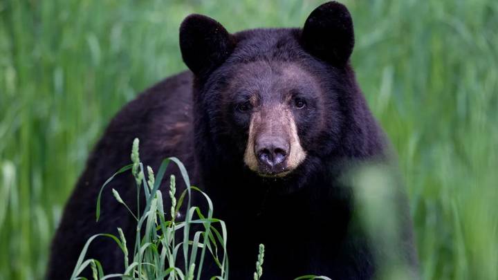 Arkansas man, 72, mauled by 70