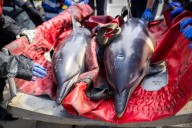 11 dolphins rescued after becoming stranded in Wellfleet