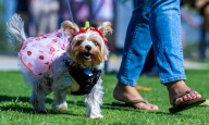 Paws at the Park brings four-legged friends to Chino Hills park
