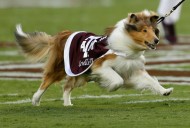 Where to watch Texas A&M Aggies vs Notre Dame Irish college football streaming live for free tonight; TV channel, spread, odds