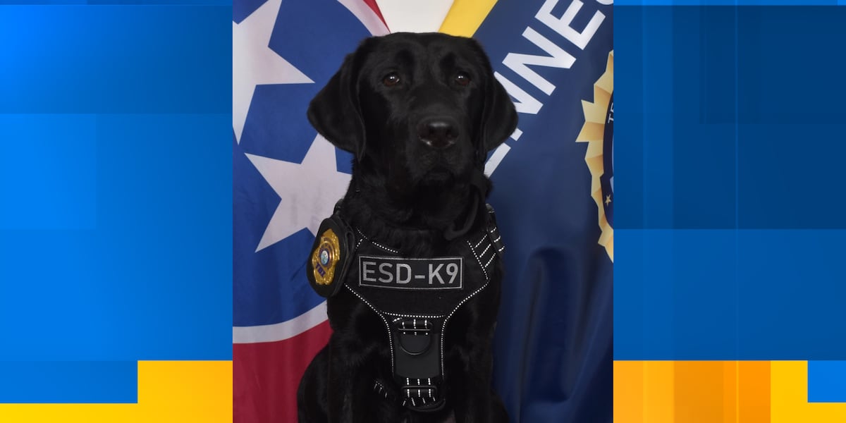 TBI welcomes new K-9 for electronic storage detection