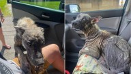 Missouri Rescuer Had No Clue That This Rock-Like Creature Was Actually A Beloved Dog Breed