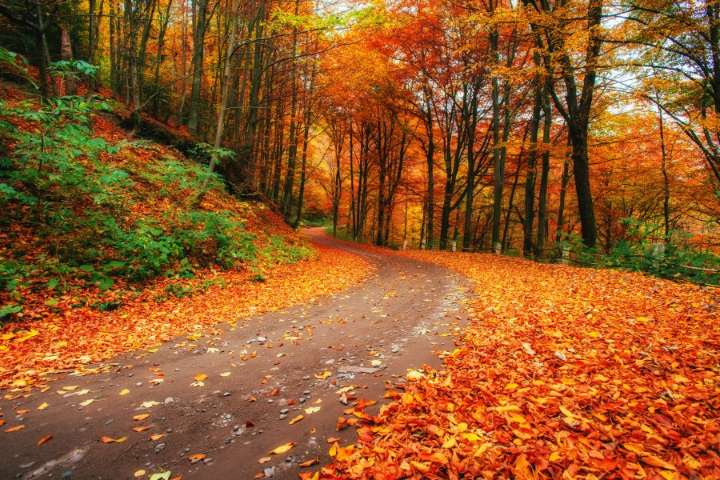 Where to see changing colors this fall near San Diego
