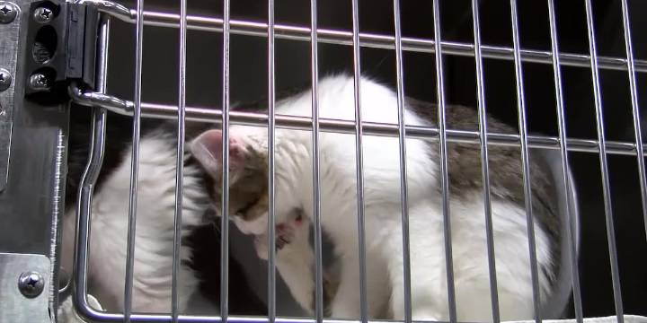 Multi-state rescue that aims to stop pet homelessness stops in southern Arizona