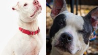 Meet the North Jersey adoptable pets of the week: Ace and Trevor