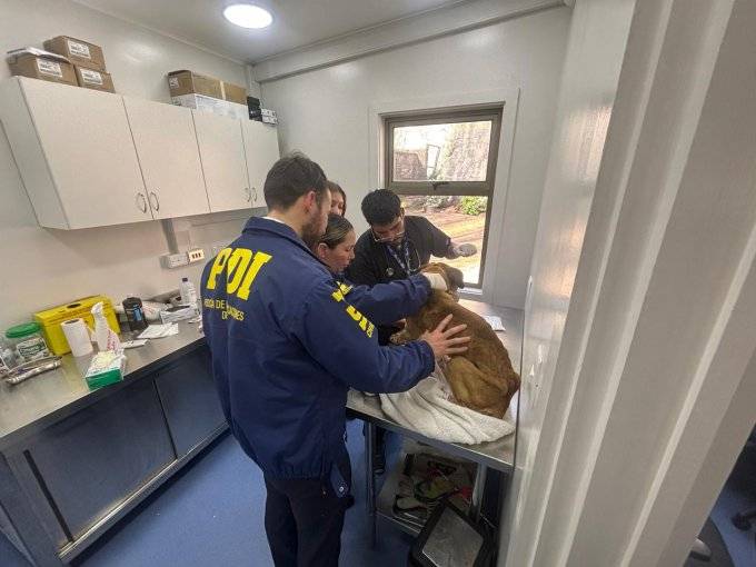 Rescatan a perro en grave estado y detienen a dueña tras revelarse macabro caso de maltrato animal en un domicilio de Viña del Mar