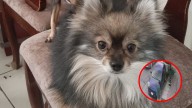 Captan a mujeres robándose un perrito afuera de su casa en Escobedo ; piden ayuda para encontrarlo