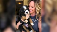 Oregon's Clingiest Bernese Mountain Dog Figures Out How To Always Catch Mom's Eye