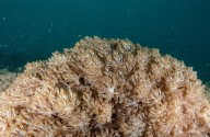 Iniciarán nuevas pruebas para mitigar presencia del coral Unomia Stolonifera en Anzoátegui